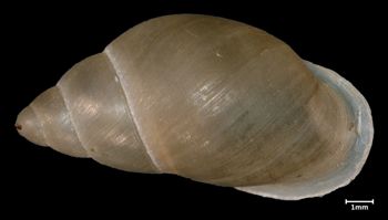 Media type: image;   Malacology 26352 Aspect: dorsal